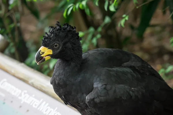 Αρσενικό Bare-face Curassow, Crax Fasciolata, κοντινό πορτρέτο, αυτό — Φωτογραφία Αρχείου