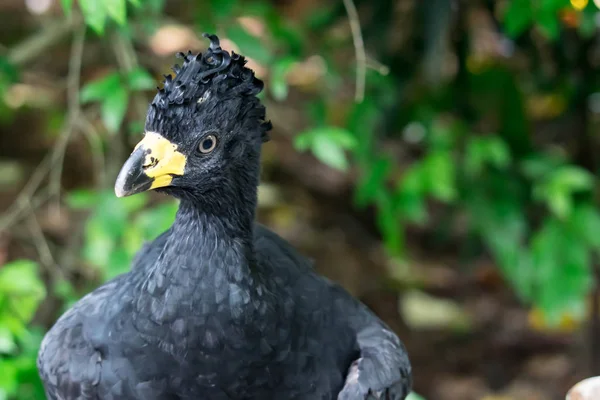 Man Bare-face Curassow, Crax Fasciolata, close-up portret, het — Stockfoto