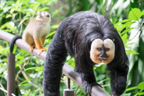 White-faced/Guianan saki monkey (Pithecia pithecia) — 图库照片