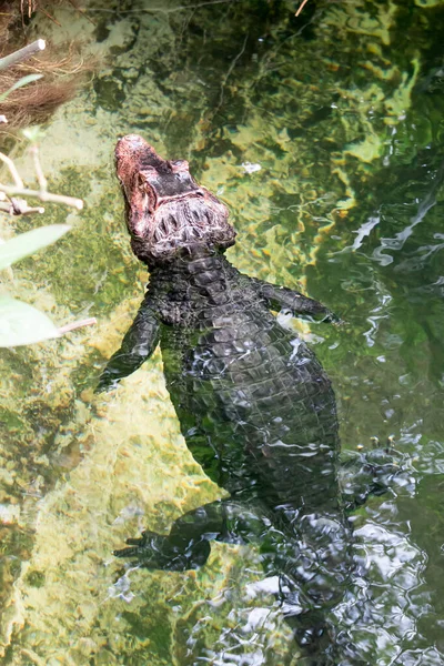 Африканский карликовый крокодил, широкорылый костлявый крокодил, Остеолем — стоковое фото