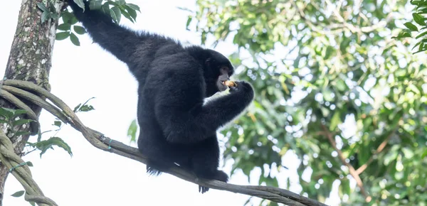 Το siamang είναι ένα δενδρόβιο μαύρο-γούνινο gibbon εγγενές στο για την — Φωτογραφία Αρχείου