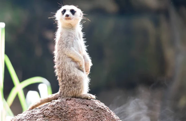 Nieuwsgierige meerkat staand op de rots in het wild — Stockfoto