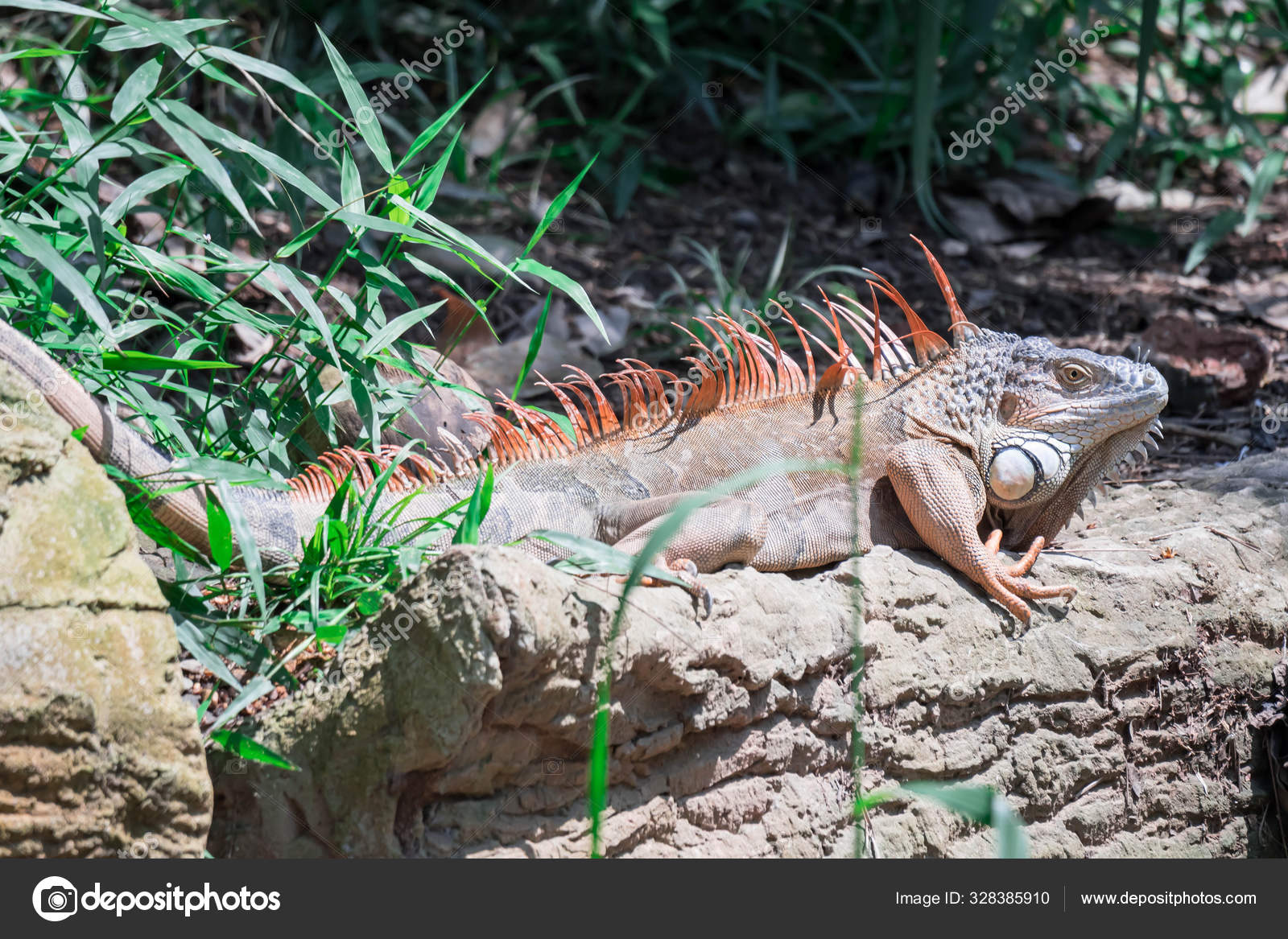 Lizard Iguana, in a zoo where lizards live. Iguana is a genus of Stock