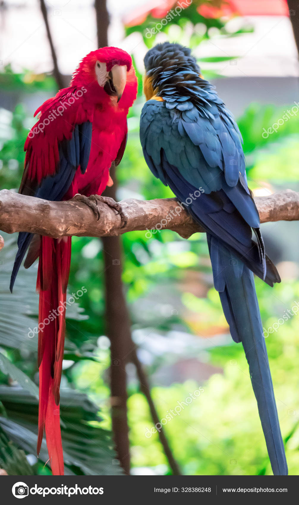 Macaw - Ara macao, large beautiful parrot from Stock Photo by 328386248