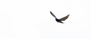 Kanatları açık uçan güvercin, kanatları açık uçan güvercin.