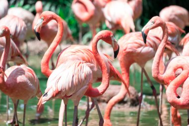 büyük flamingolar, çevresi phoenicopterus, nehirde ayakta