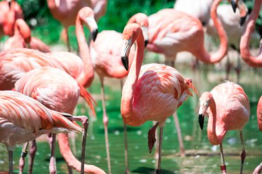 büyük flamingolar, çevresi phoenicopterus, nehirde ayakta