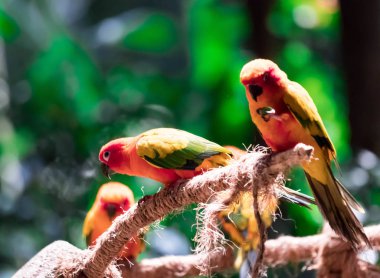 Güzel papağan, ağaç dalı üzerinde güneş Conure