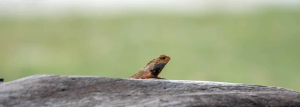 Camaleón indio en una barandilla de cemento en un parque con desenfoque verde — Foto de Stock