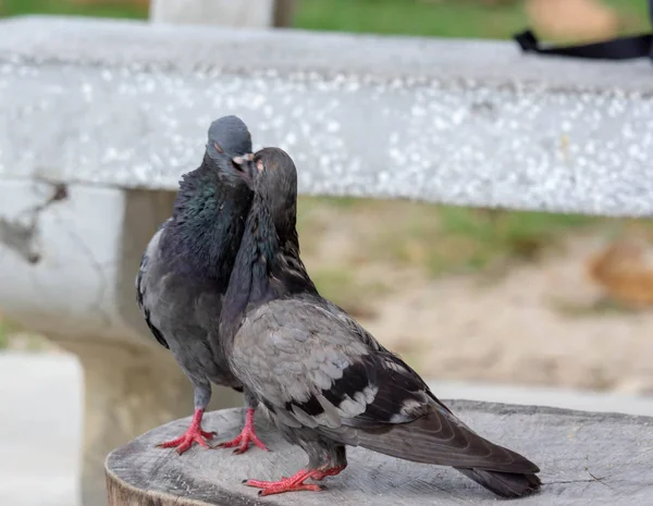 Pombos cinzentos beijando muito bonito em uma bela e pacífica backg — Fotografia de Stock