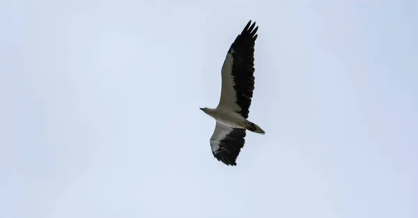 Gaivota voando com asas espalhadas e fundo azul céu — Fotografia de Stock