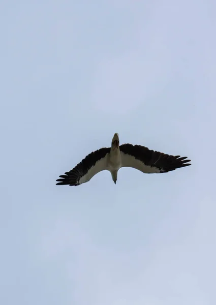 Gaivota voando com asas espalhadas e fundo azul céu — Fotografia de Stock