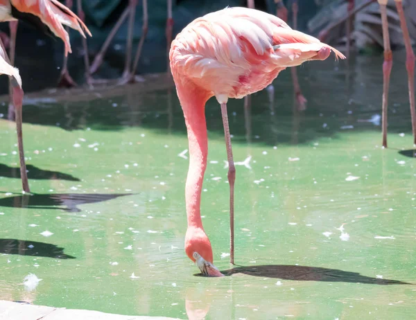 El flamenco rosa del Caribe (Phoenicopterus ruber ruber ruber) dice —  Fotos de Stock