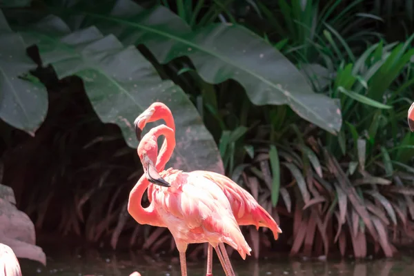 Фламинго в парке в Сингапуре — стоковое фото