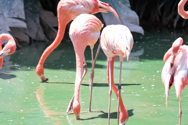 El flamenco rosa del Caribe (Phoenicopterus ruber ruber ruber) dice —  Fotos de Stock