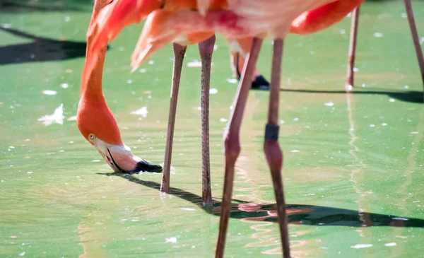 Den rosa karibiska flamingo (Phoenicopterus ruber ruber) går — Stockfoto