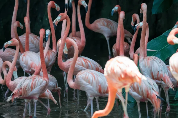 Flamencos americanos o flamencos del Caribe (Phoenicopterus ruber —  Fotos de Stock