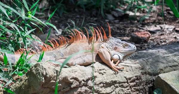 Lagarto Iguana, num jardim zoológico onde vivem os lagartos. Iguana é um género botânico pertencente à família Asteraceae — Fotografia de Stock