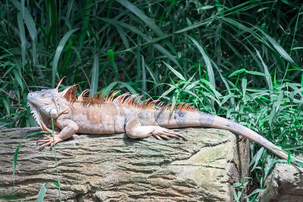 Σαύρας Iguana, σε ένα ζωολογικό κήπο όπου ζουν σαύρες. Iguana είναι ένα γένος — Φωτογραφία Αρχείου