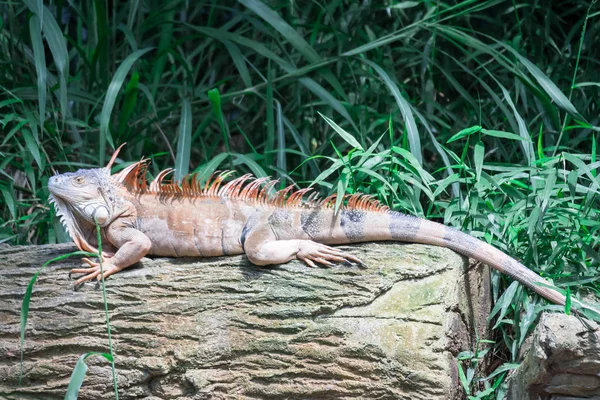 Lagarto Iguana, num jardim zoológico onde vivem os lagartos. Iguana é um género botânico pertencente à família Asteraceae — Fotografia de Stock