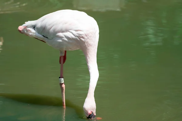 Större flamingo, (Phoenicopterus roseus) i en sjö — Stockfoto