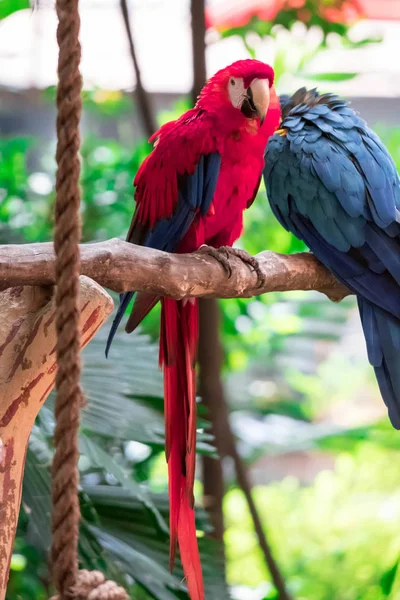 Scarlet Macao - Ara macao, grande bellissimo pappagallo colorato da — Foto Stock