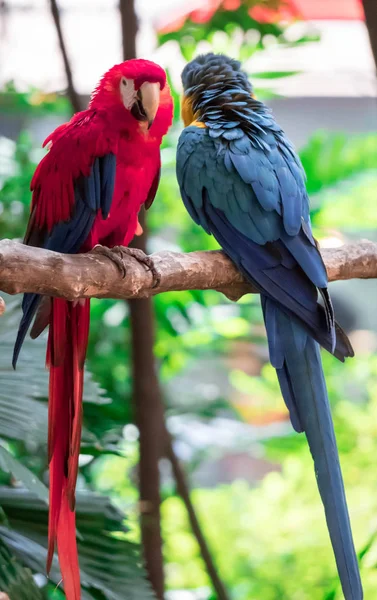 Scarlet Macaw - Ara macao, grande belo papagaio colorido de — Fotografia de Stock