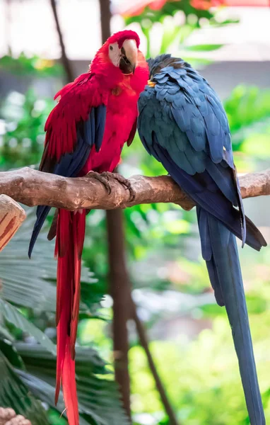 Scarlet Macaw - Ara makaó, nagy gyönyörű színes papagáj a — Stock Fotó