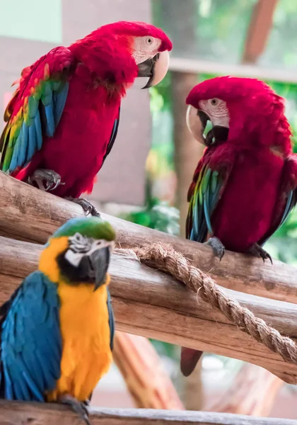 Scarlet Macaw - Ara macao, grote mooie kleurrijke papegaai uit — Stockfoto