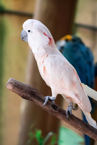 Major Mitchell Cockatoo znany również jako Leadbeater 's Cockatoo lub P — Zdjęcie stockowe