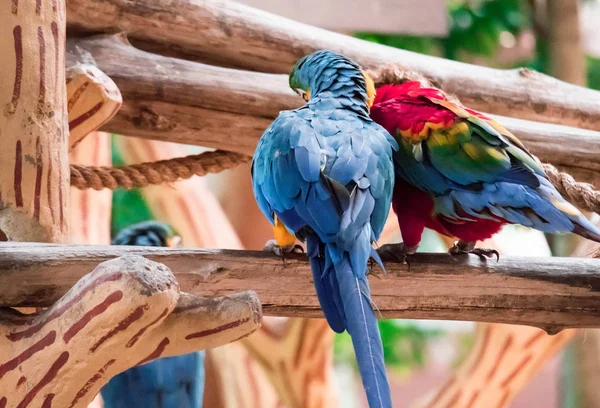 Blue macaw called Blue throated macaw on perch — Stock Photo, Image