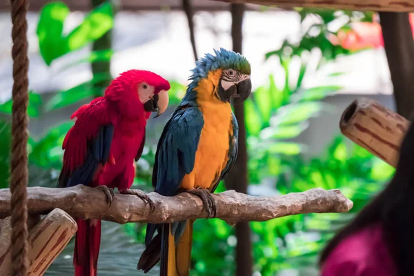 Scarlet Macaw en Blue macaw genaamd Blue throated macaw op baars — Stockfoto