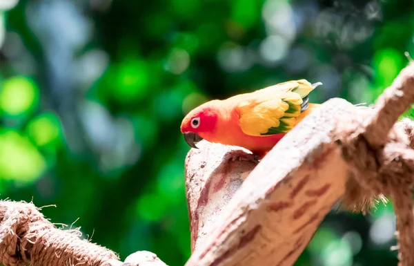 美丽的鹦鹉, 太阳 Conure 在树枝上 — 图库照片