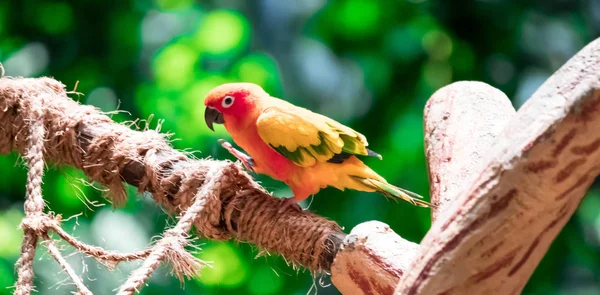 美丽的鹦鹉, 太阳 Conure 在树枝上 — 图库照片