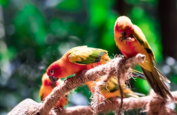 Papagaio bonito, Sun Conure no galho da árvore — Fotografia de Stock