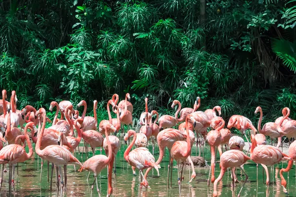 Flock of Pink Caribbean flamingos in water