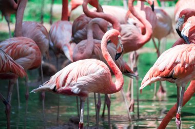 büyük flamingolar, çevresi phoenicopterus, nehirde ayakta