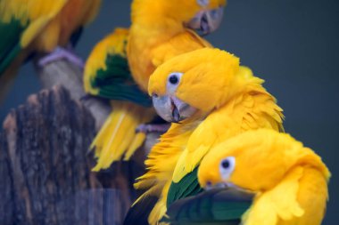 Bir grup sevimli papağan Sun Conure (Aratinga gündönümü) p