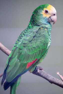 Belize sarı başlı amazon, Amazona oratrix belizensis, Parakee