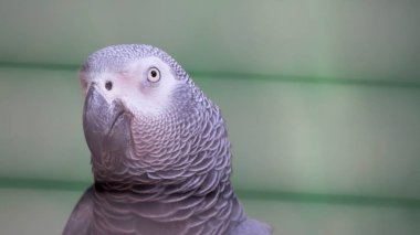 Afrika Gri Papağanı - Psittacus erithacus yeşil bulanık sırtlı