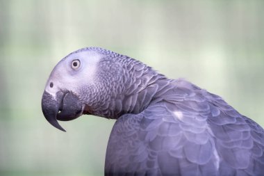 Afrika Gri Papağanı - Psittacus erithacus yeşil bulanık sırtlı