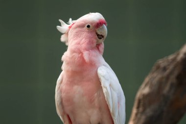 Binbaşı Mitchell 'in papağanı (Lophochroa Leadbeateri), Pembe Papağan,