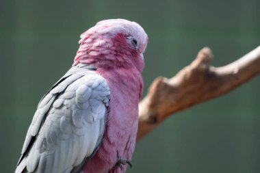 Bir Galah, Eolophus Roseicapilla, Gül göğüslü olarak da bilinir. 