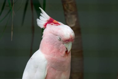 Pembe papağan kafası yakın plan. Lophochroa Leader Beateri Cacatua. Binbaşı.