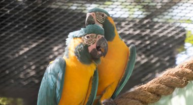 Mavi-sarı papağan ya da mavi-altın papağan, Ara ararauna, kuş