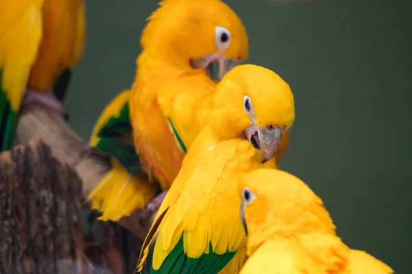 A group of cute pet parrots Sun Conure (Aratinga solstitialis) p