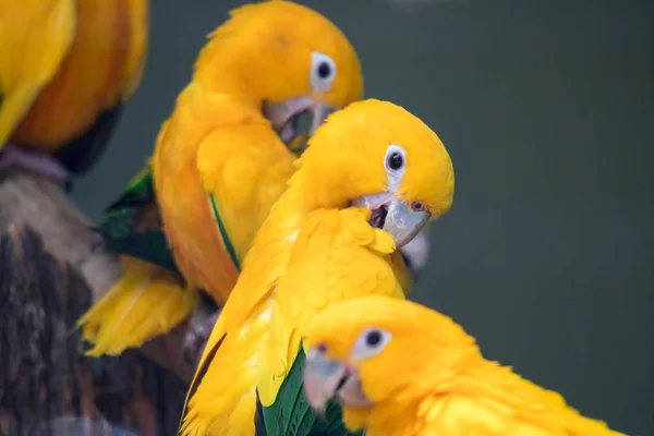 Egy csoport aranyos kisállat papagáj Sun Conure (Aratinga solstitialis) p — Stock Fotó