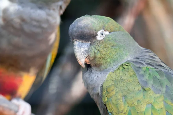 Burrowing parrot (Cyanoliseus patagonus) or Burrowing parakeet a — ストック写真