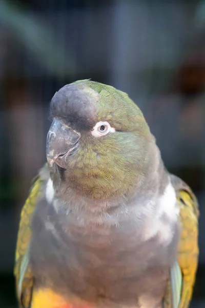 Portrait Burrowing Parrot (Cyanoliseus patagonus) en el azul sk — Foto de Stock