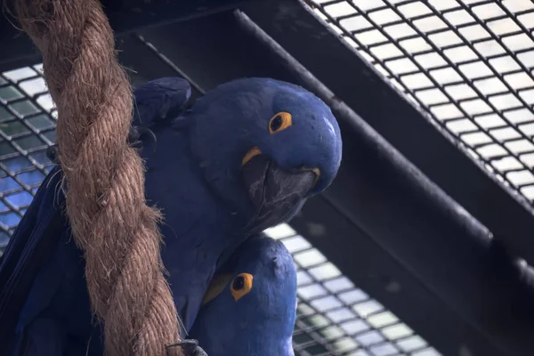 Синий и желтый гиацинтовый ара (попугай), сидящий на ветке дерева — стоковое фото